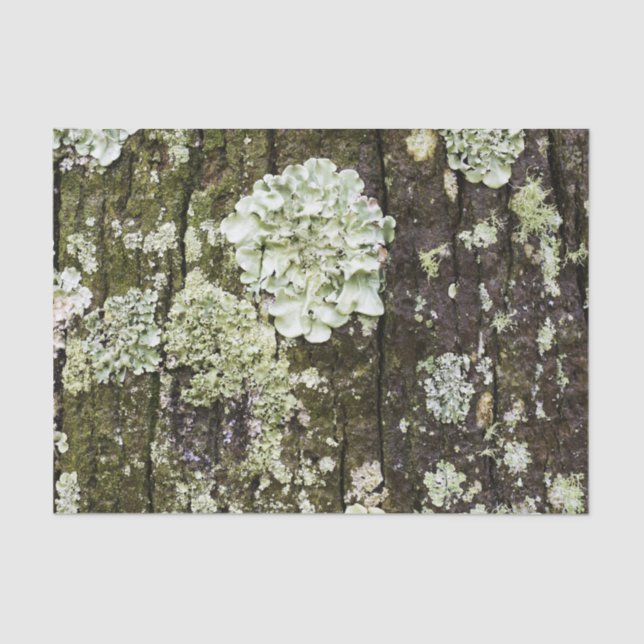 Mossy Oak Trunk Tissue Paper (Front)