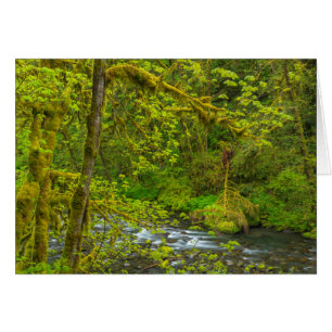 Mossy Rocks And Trees Line Eagle Creek