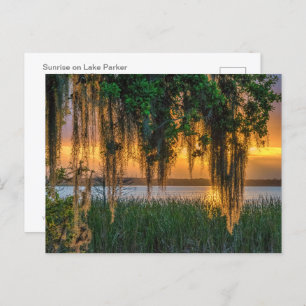 Mossy Sunrise Postcard