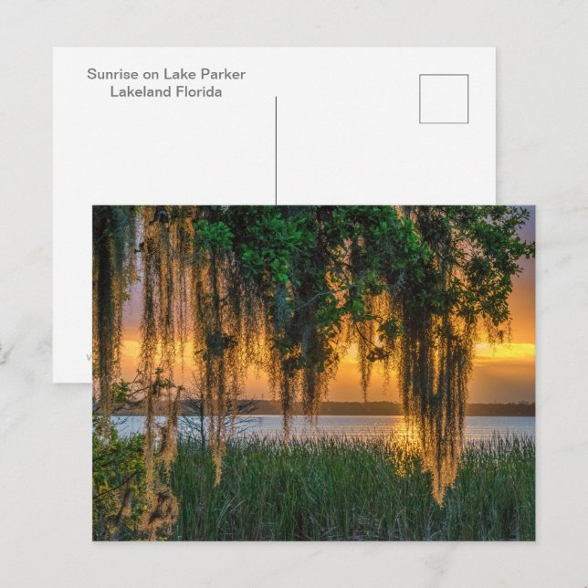 Mossy Sunrise Postcard (Front/Back)