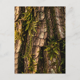 Mossy Tree Bark Forest Texture Postcard