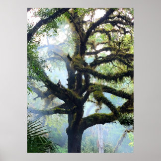 Mossy Tree in the Fog Poster