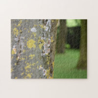 Mossy Tree Woods Nature Photography Garden