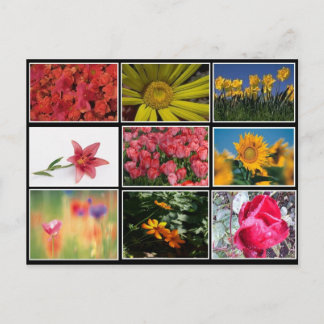 Most Beautiful Flowers Collage Postcard