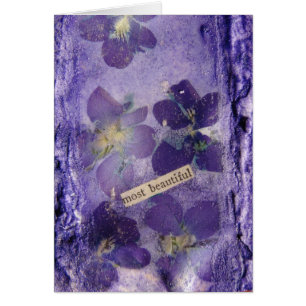 Most  Beautiful Purple Violets