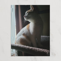 Most Dramatic Cat on Cat Tree Ever