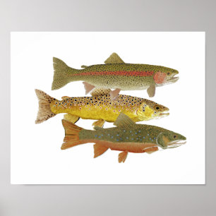 Most Popular Trout Artwork Poster