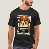 Most Wanted Corgi Corgi