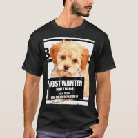 Most Wanted Maltipoo Maltese Miniature Poodle Dog