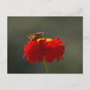 Moth and Red Zinnia Postcard