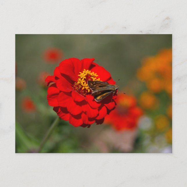 Moth and Red Zinnia Postcard (Front)