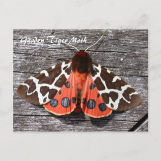 Moth Magic: Garden Tiger Moth postcard