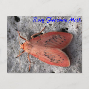 Moth Magic: Rosy Footman Moth postcard