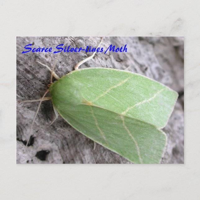 Moth Magic: Scarce Silver-lines Moth postcard (Front)