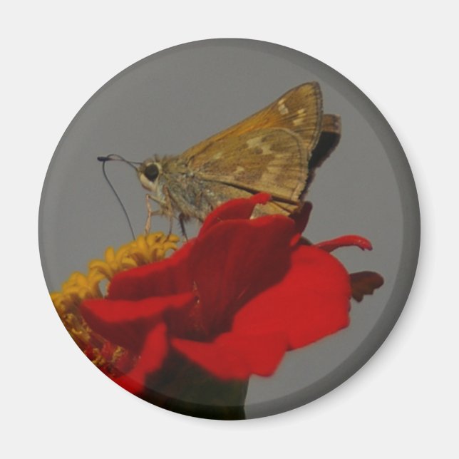 Moth Magnet (Front)