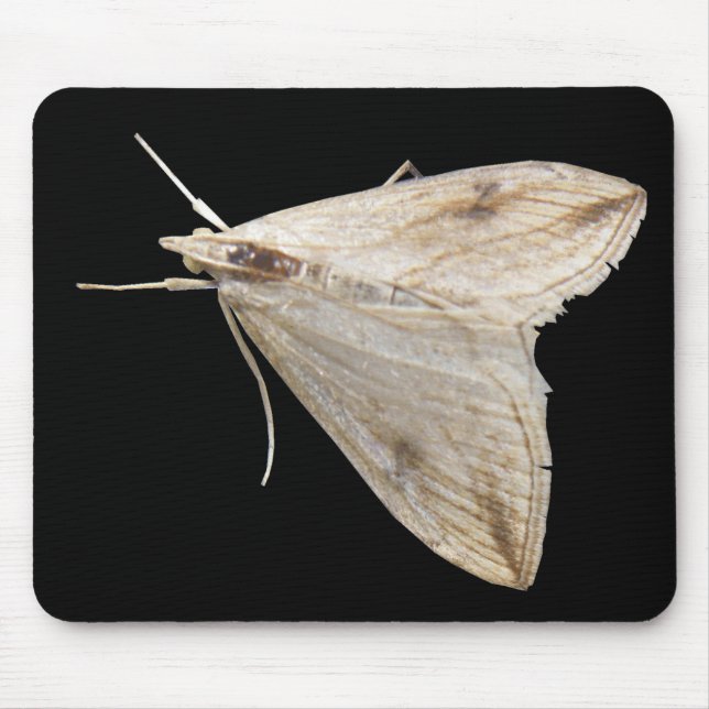 Moth Mousepad (Front)