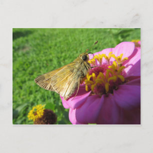 Moth On Flower Postcard