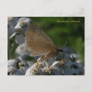 Moth on Yarrow Flowers, Unalaska Island Postcard
