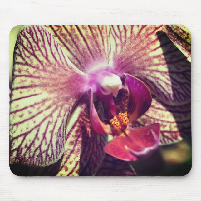Moth Orchid Flower Close Up Mouse Mat (Front)