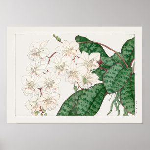 Moth Orchid Flowers, Phalaenopsis, Tanigami Konan, Poster