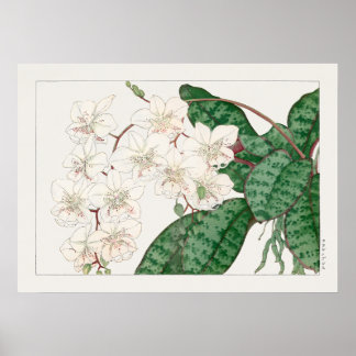 Moth Orchid Flowers, Phalaenopsis, Tanigami Konan, Poster