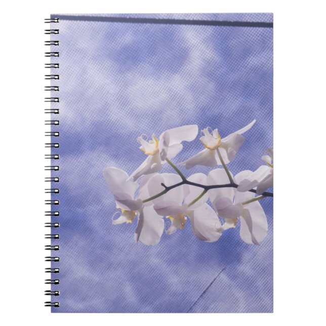 Moth Orchid Notebook (Front)
