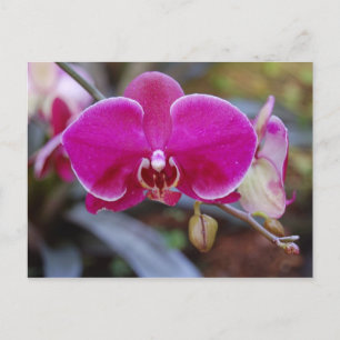 Moth Orchid Postcard
