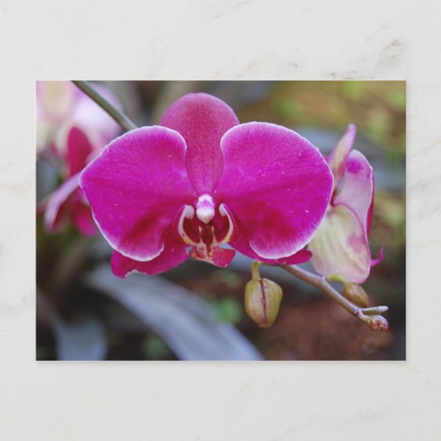 Moth Orchid Postcard (Front)