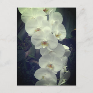 Moth Orchid Postcard