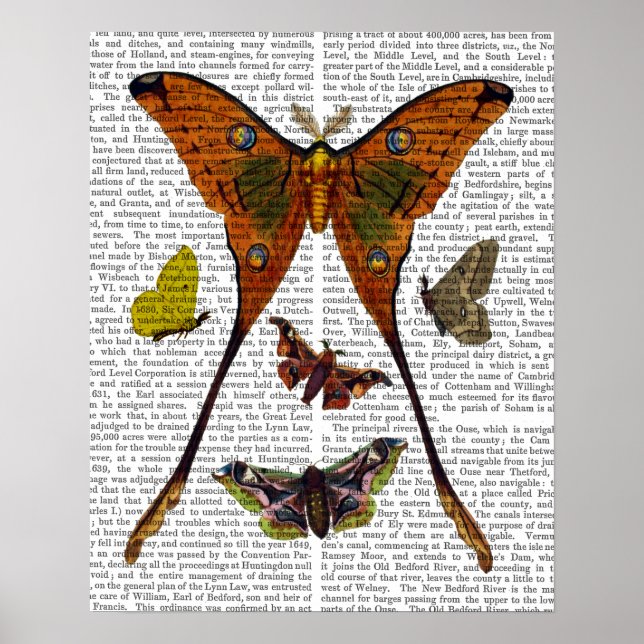Moth Plate 2 Poster (Front)