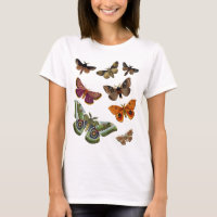 Moth Plate 3