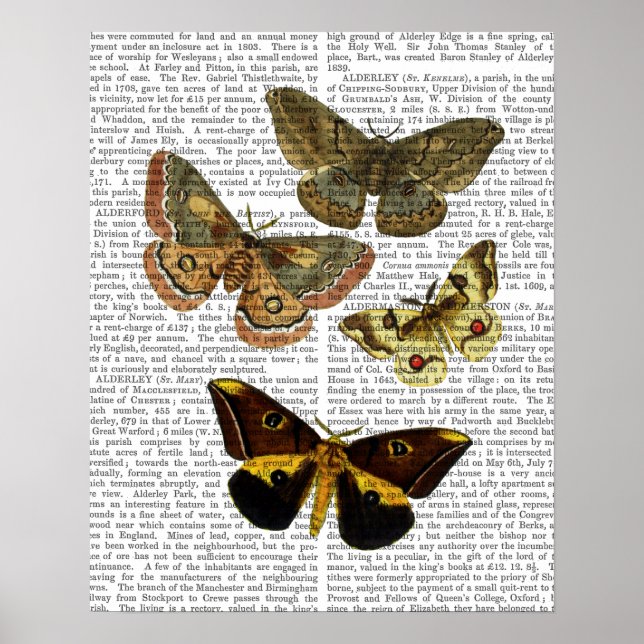 Moth Plate 4 Poster (Front)