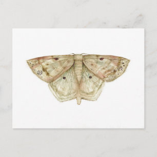 Moth Postcard