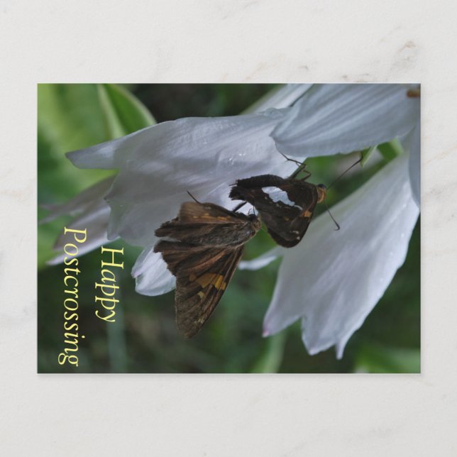 Moth Postcrossing Postcard (Front)