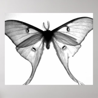 Moth Poster