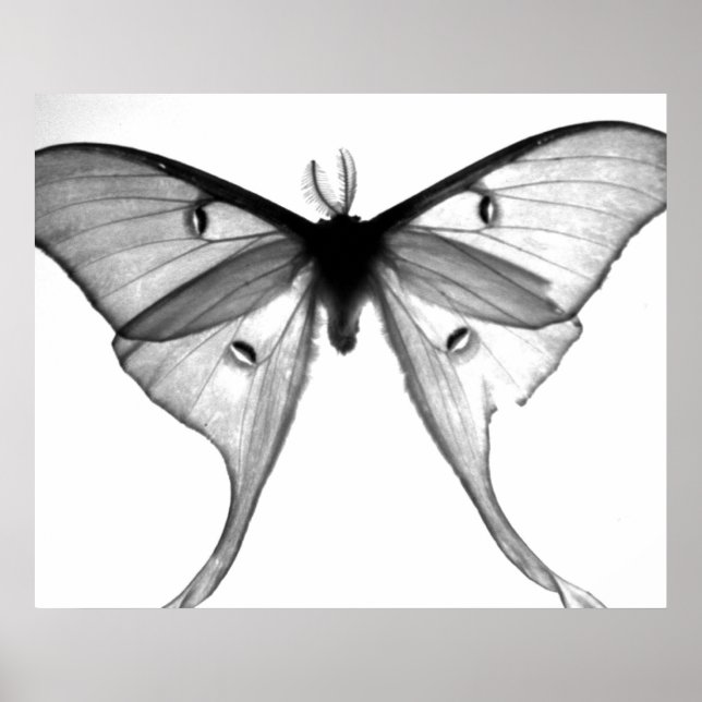 Moth Poster (Front)