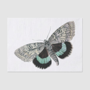Moth vintage illustration tissue paper