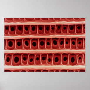 Moth - wing scale poster