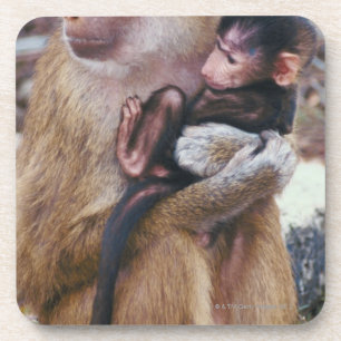 Mother and Baby Baboon Coaster