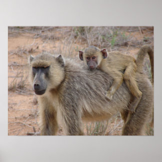 Mother and Baby Baboon Poster