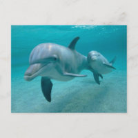 MOTHER AND BABY CALF DOLPHIN