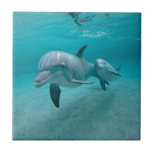 MOTHER AND BABY CALF DOLPHIN TILE