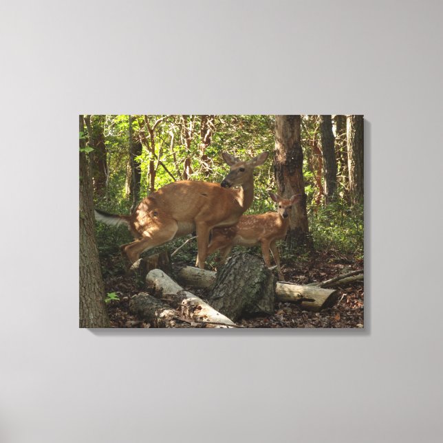 Mother and Baby Deer at Shenandoah National Park Canvas Print (Front)