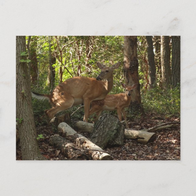 Mother and Baby Deer at Shenandoah National Park Postcard (Front)