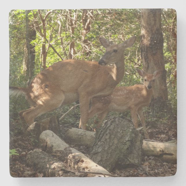 Mother and Baby Deer at Shenandoah National Park Stone Coaster (Front)
