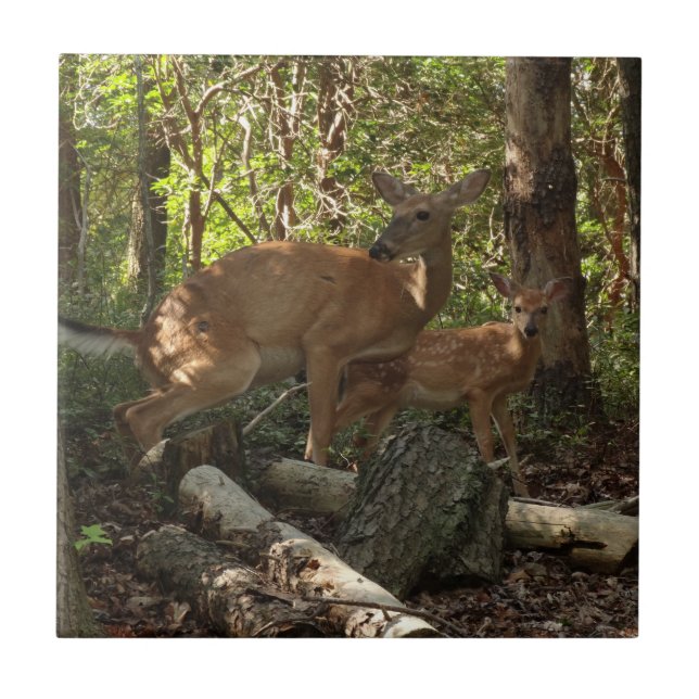 Mother and Baby Deer at Shenandoah National Park Tile (Front)