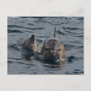 Mother and baby dolphins close-up postcard