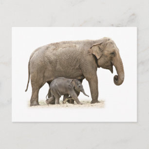 Mother and Baby Elephant Postcard