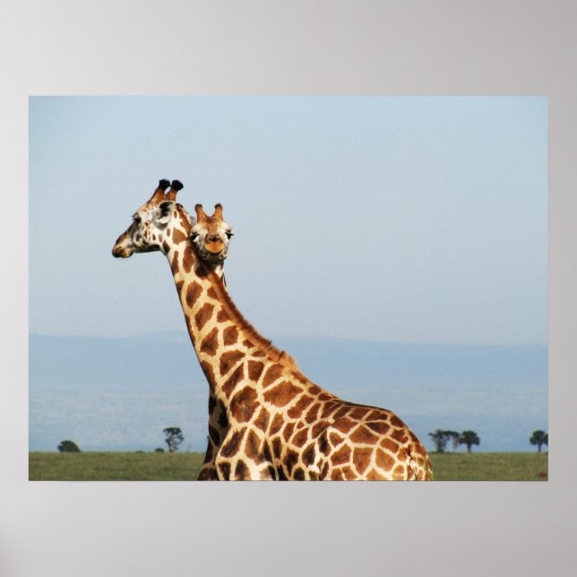 Mother and baby giraffe hugging poster (Front)