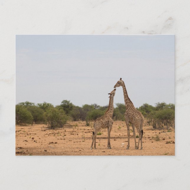 Mother and baby giraffe postcard (Front)